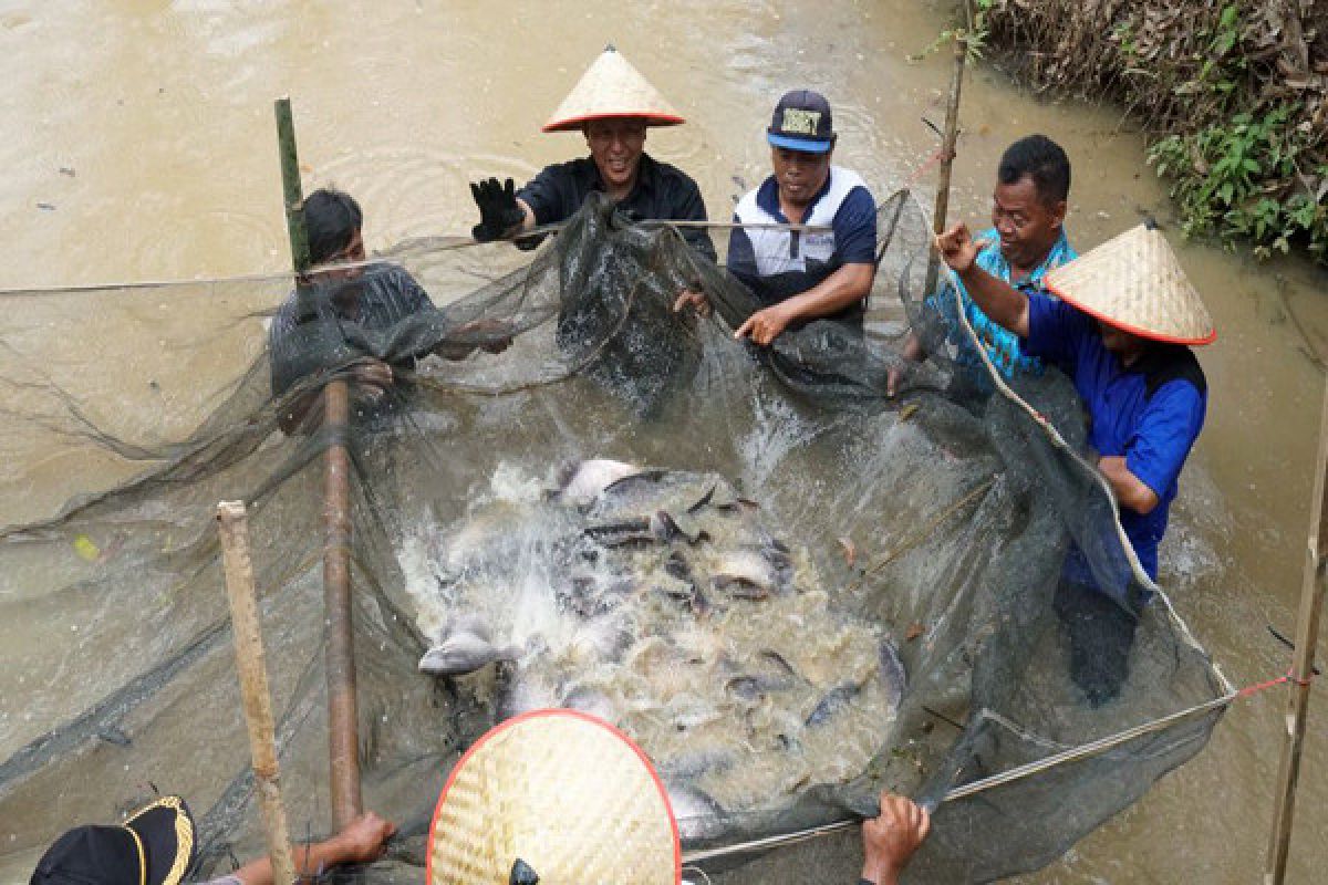 Bupati Optimistis Daerahnya Jadi Sentra Ikan Tawar 