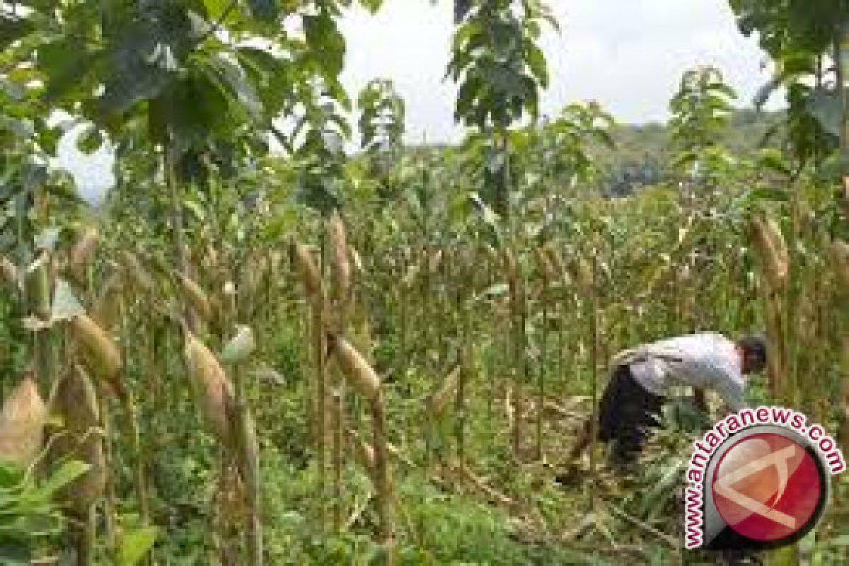 CPI komitmen bantu kesejahteraan petani jagung Sultra