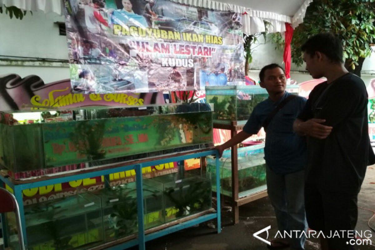 Disuntik Dana, BBI Dawe Dijadikan Pembibitan Ikan Hias