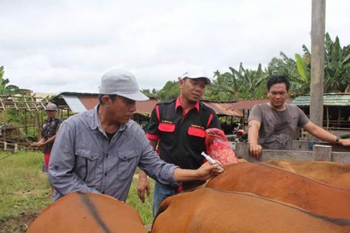 Barito Utara Periksa 650 Ekor Sapi Indukan 