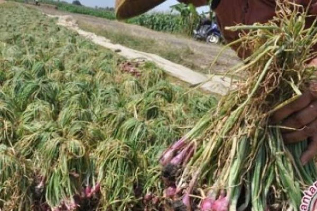 Tingkatkan Pendapatan, Petani Siak Lakukan Swadaya Bawang Merah 