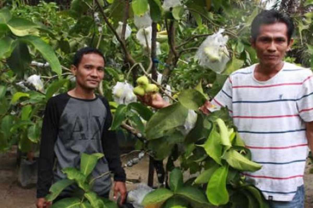  PTPN V Beri Suntikan Dana Usaha Bibit Buah dan Bunga