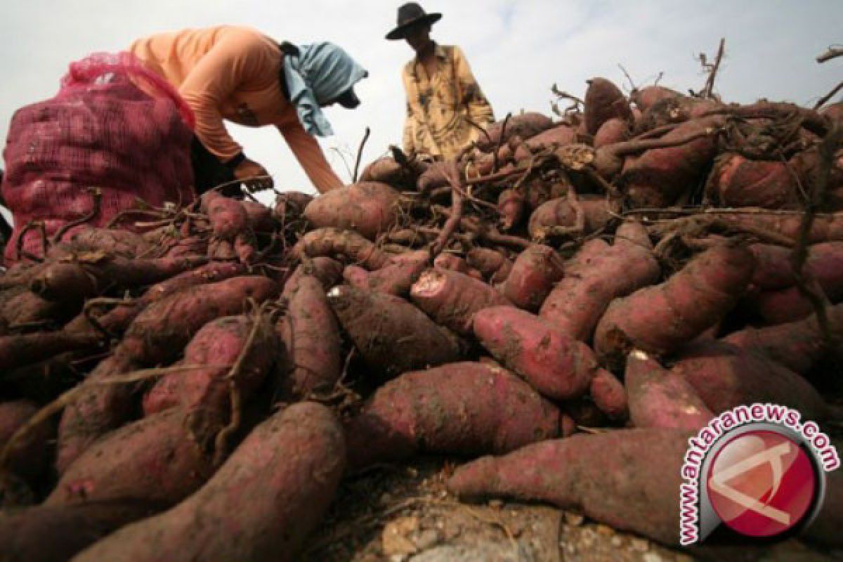 Benarkah ubi jalar makanan yang padat nutrisi?