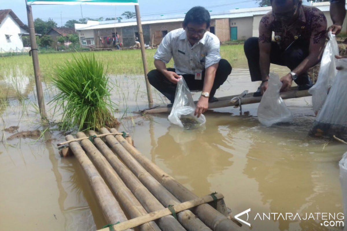 Mina padi KKP di Soropadan siap panen