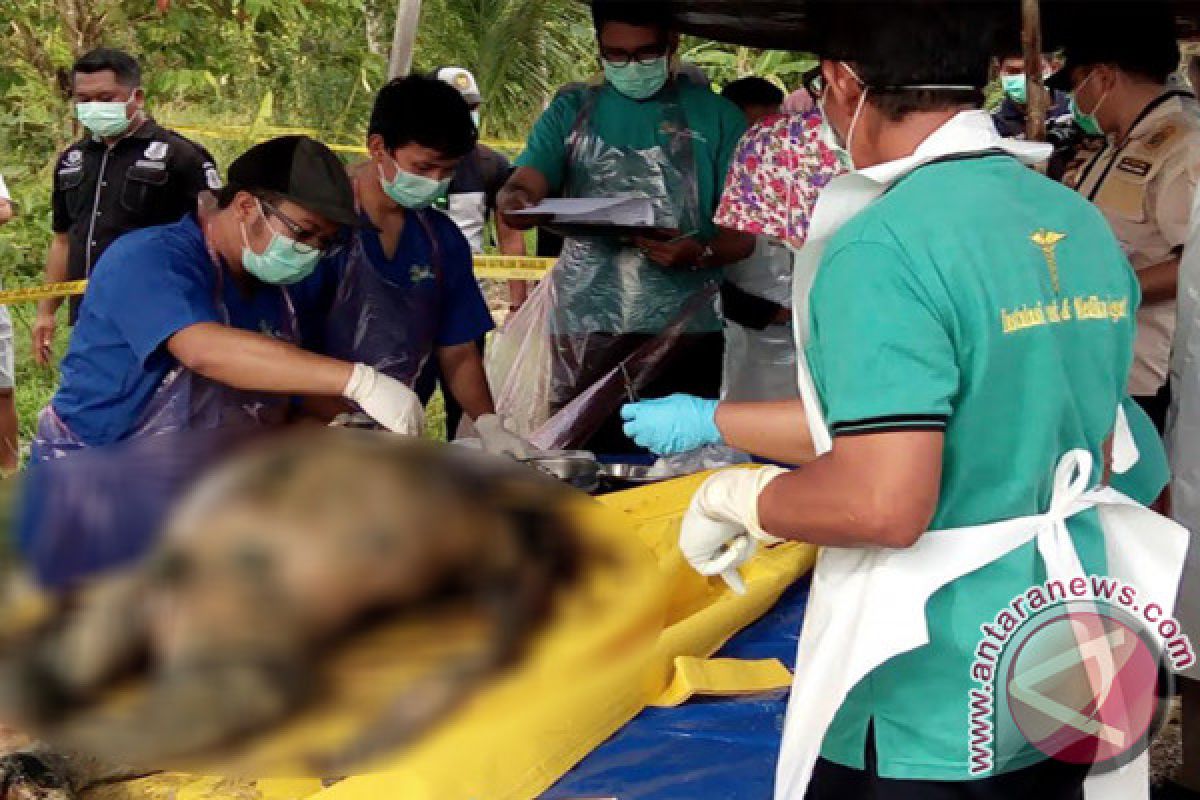 Polres Barito Selatan Terus Selidiki Kematian Orangutan Tanpa Kepala