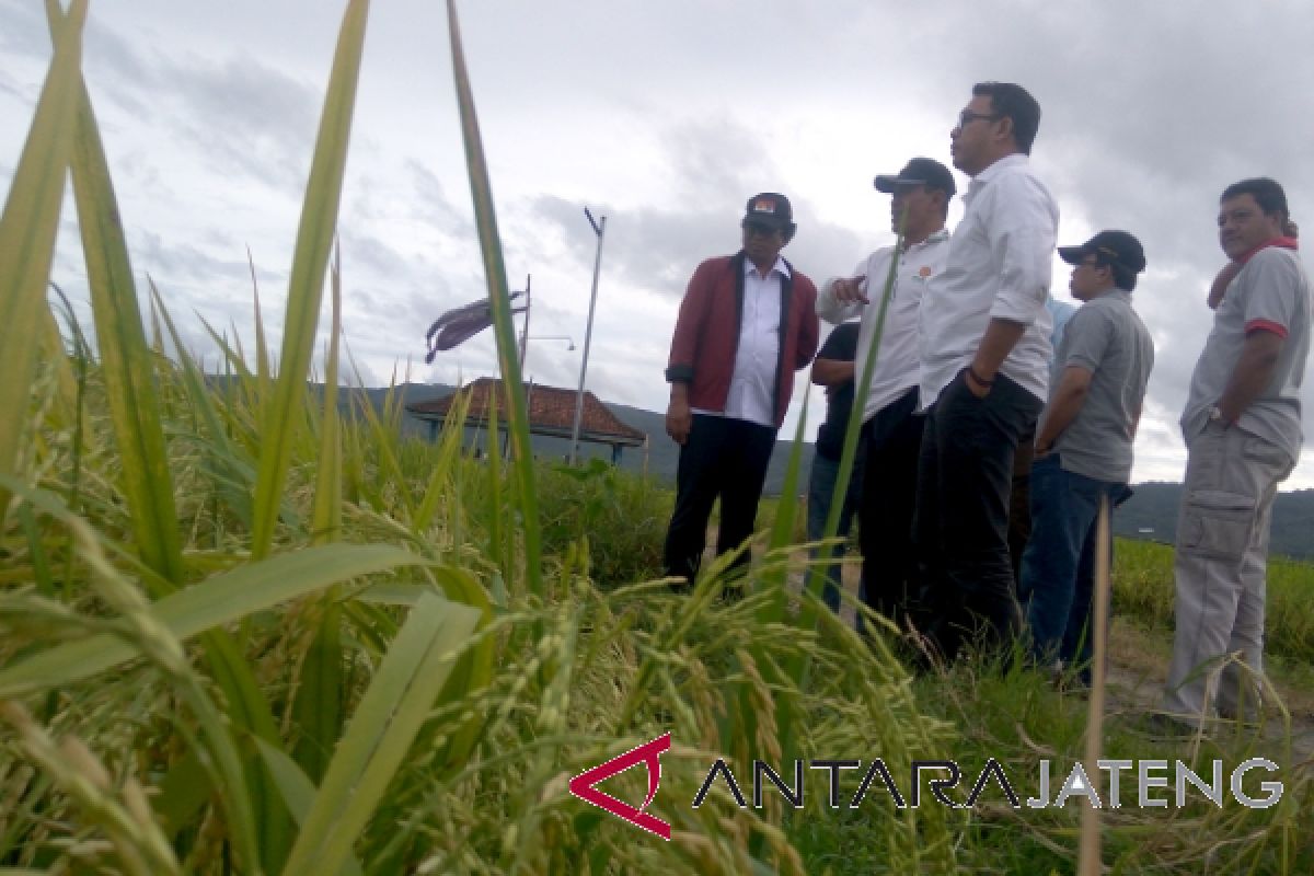 Petani di persimpangan gembira dan galau