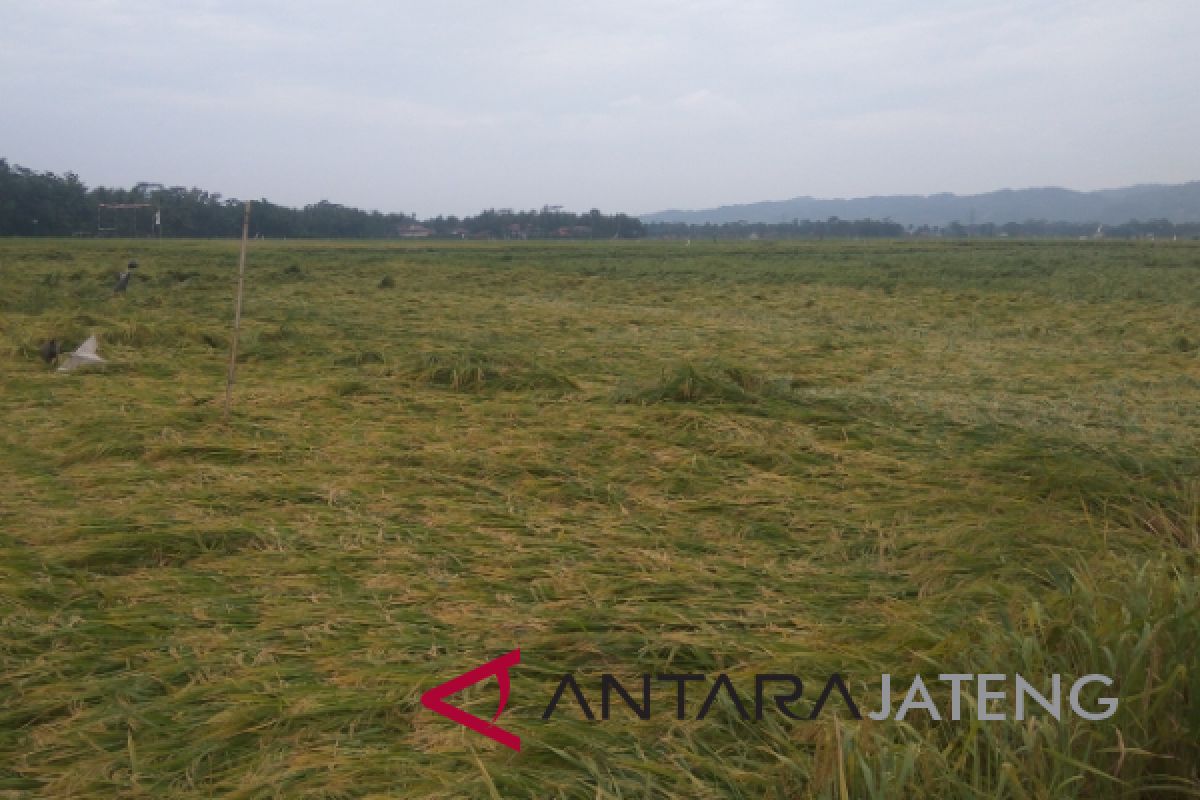 Puluhan hektare tanaman padi di Banyumas roboh