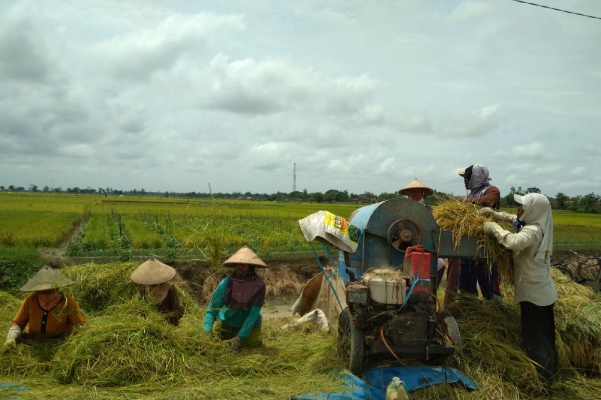 Menahan terbukanya keran impor beras