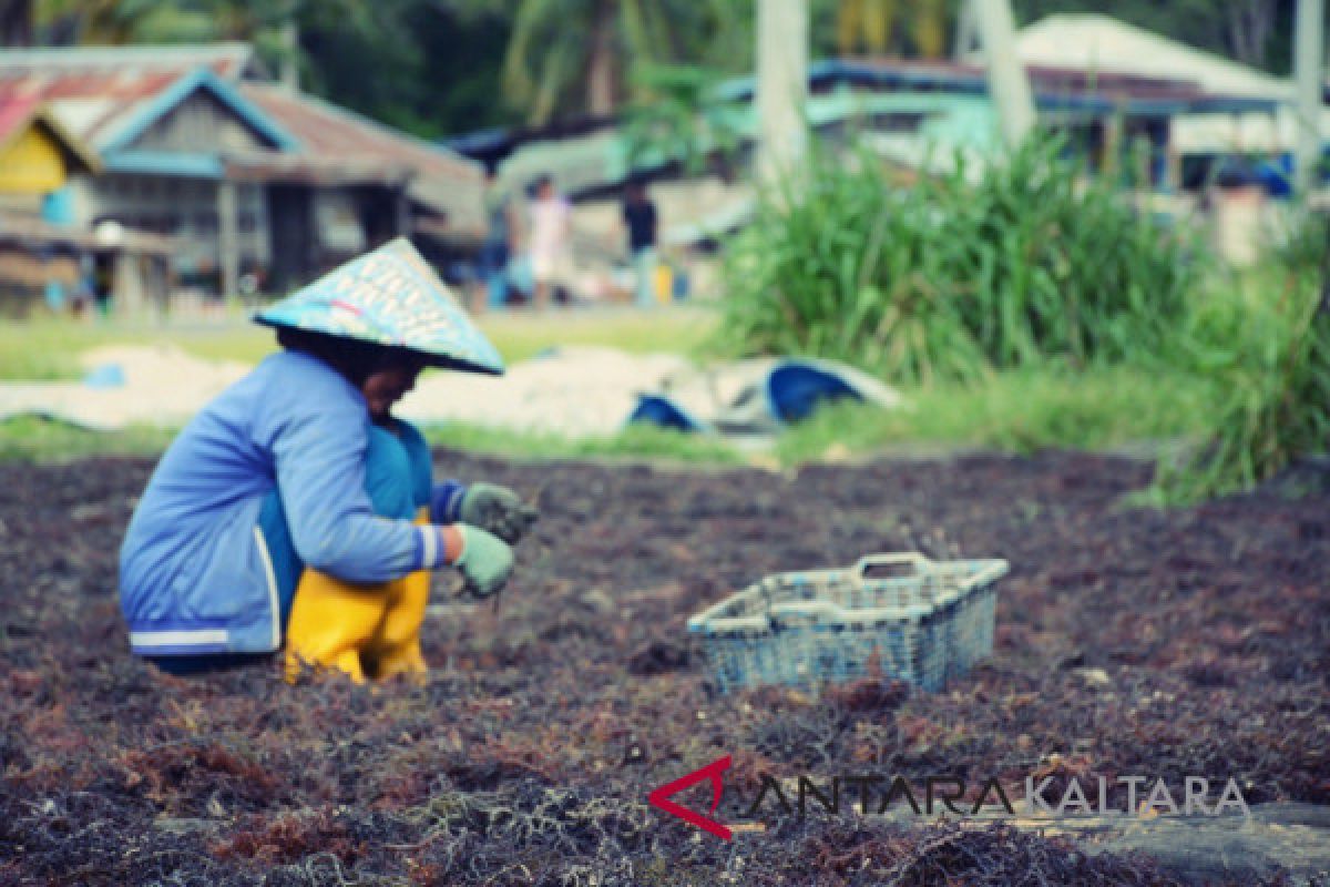 Harga rumput laut dikeluhkan