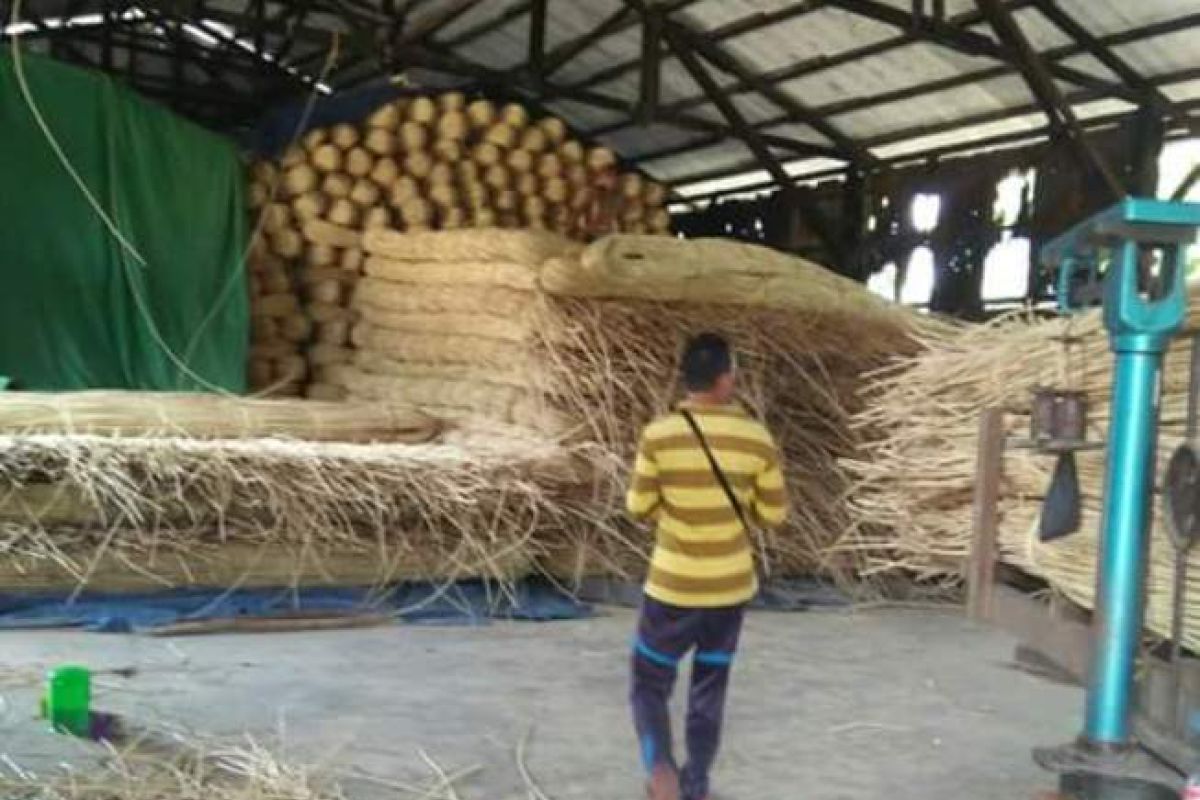 Harga Rotan di Kotawaringin Timur Membaik