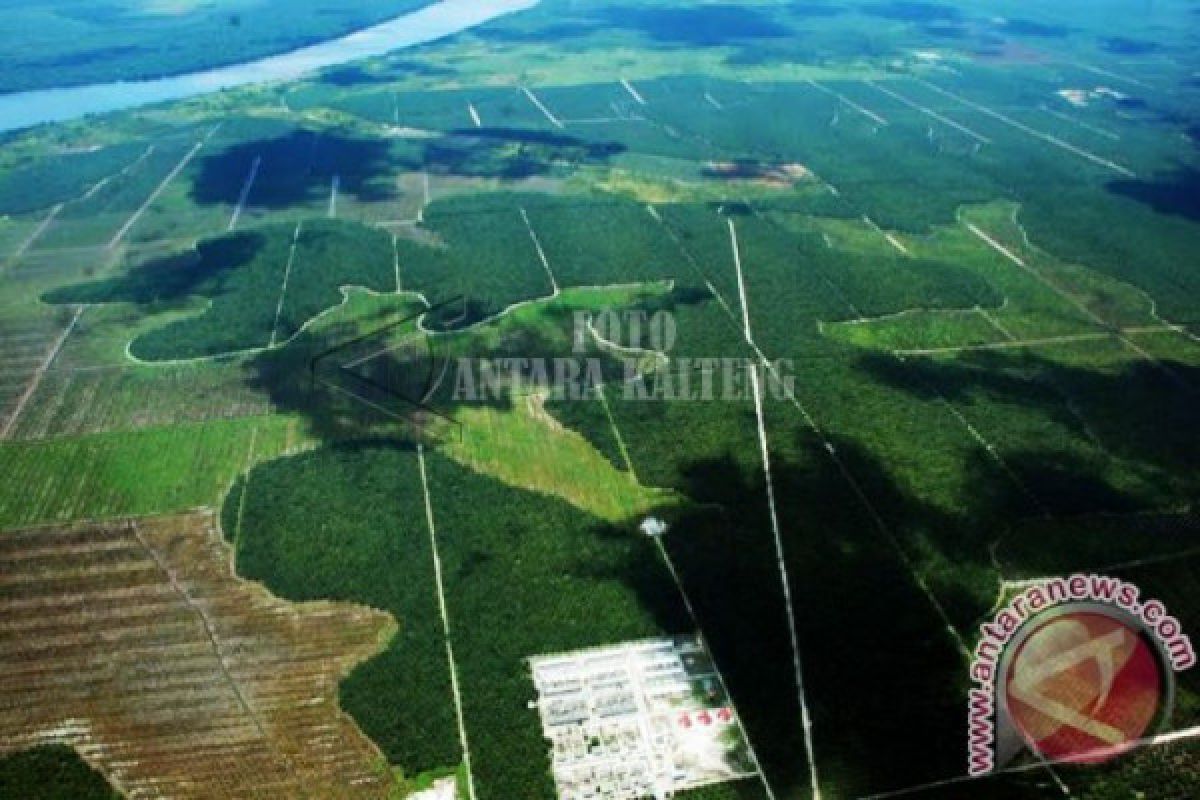 Ini hasil pemetaan petani swadaya kelapa sawit di Seruyan