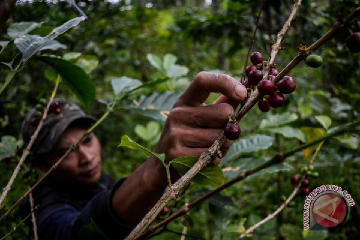 Petani produktifitas kebun kopi turun