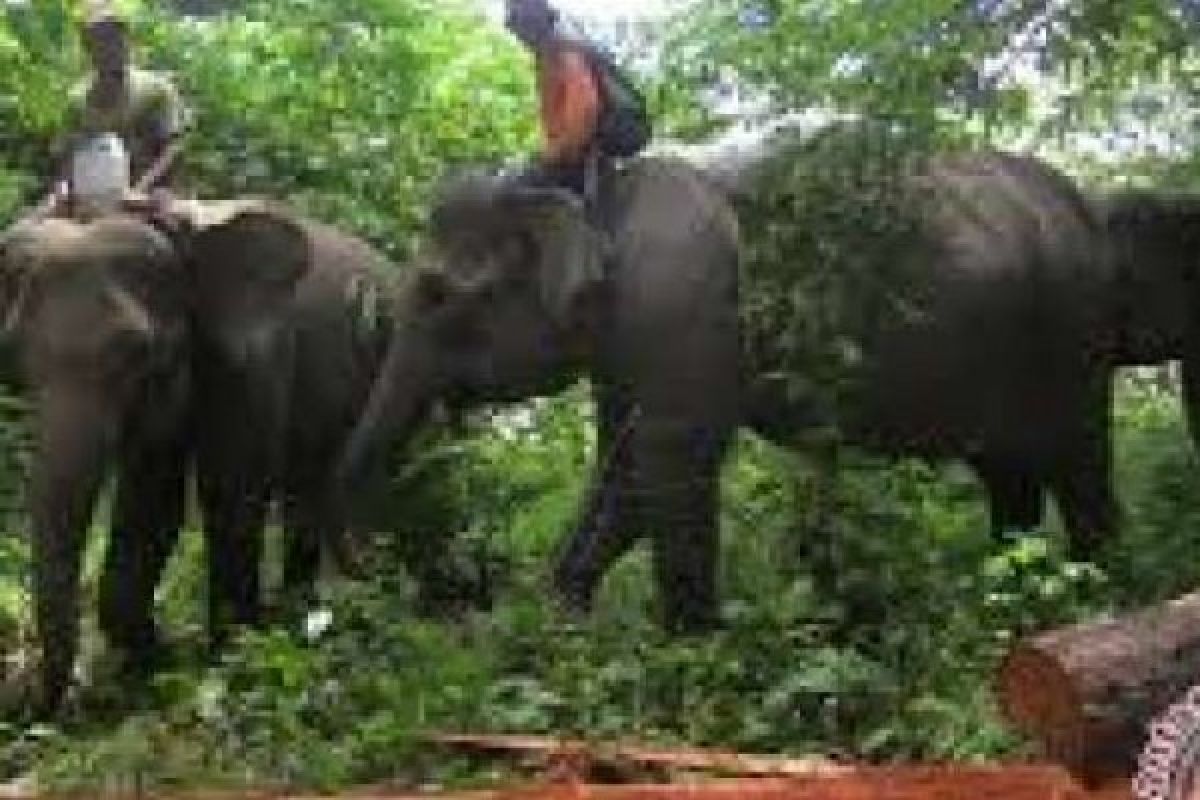 Kantong Gajah di Cagar Biosfer Bukit Batu Giam Siak Kecil Menyempit, RSF Datang Bentuk Tim Mitigasi