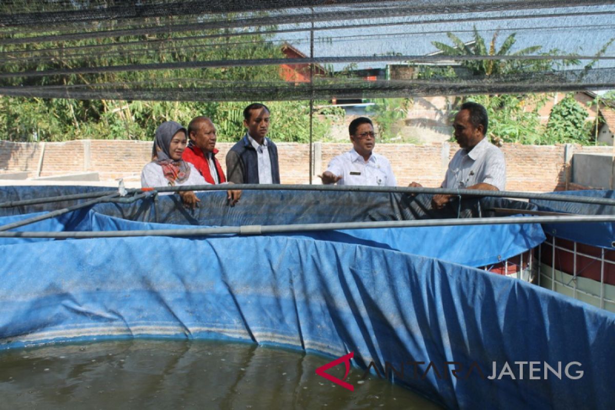 Lebih menguntungkan, Kudus kembangkan budi daya Lele sistem bioflok