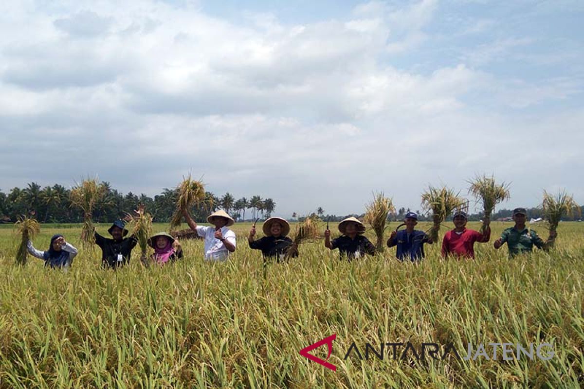 Banyumas masuki panen raya