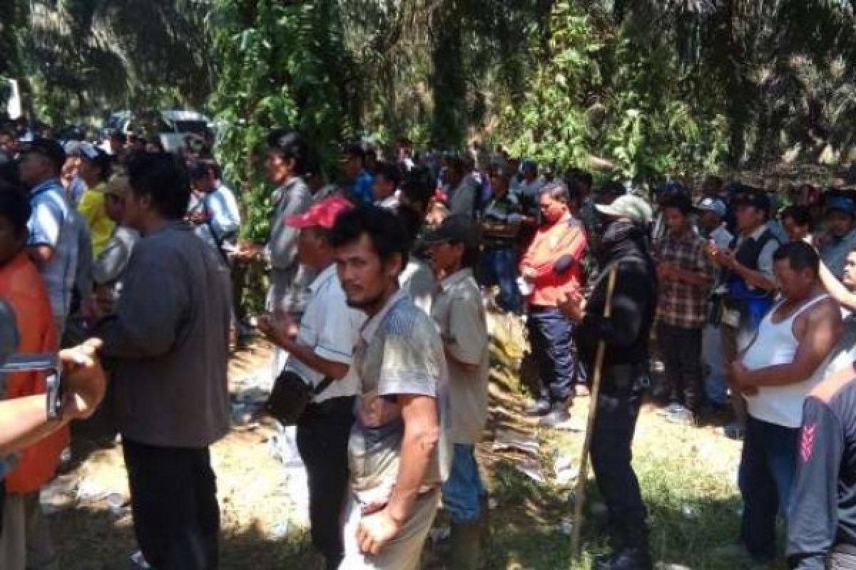 Pemkab Rohul Pertanyakan Putusan PN Bangkinang Eksekusi Lahan PTPN V