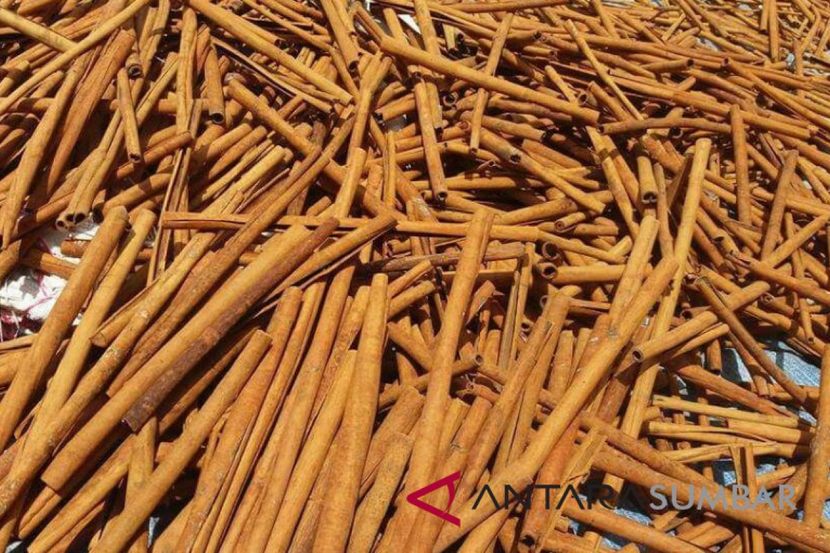 Harga kulit kayu manis di Sumbar terus meningkat capai Rp32.000 per kilogram