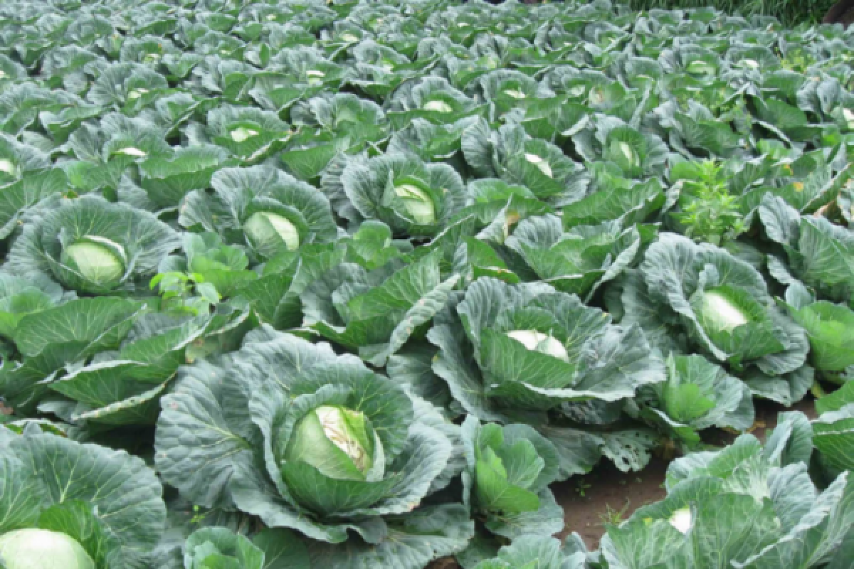 Ini deretan sayur yang baik untuk ginjal