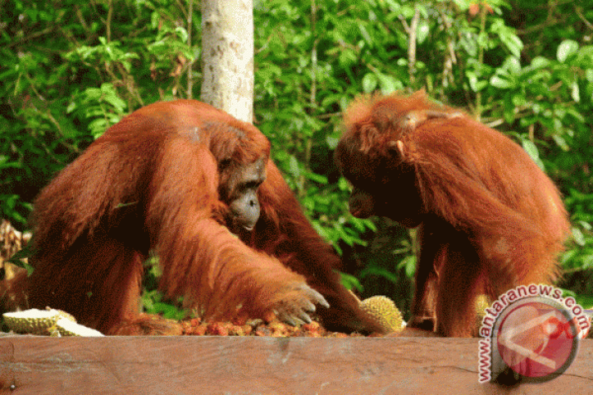 Orangutan masuk ke kawasan permukiman warga di Kotawaringin Timur