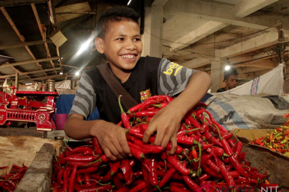 Harga cabe merah mulai turun