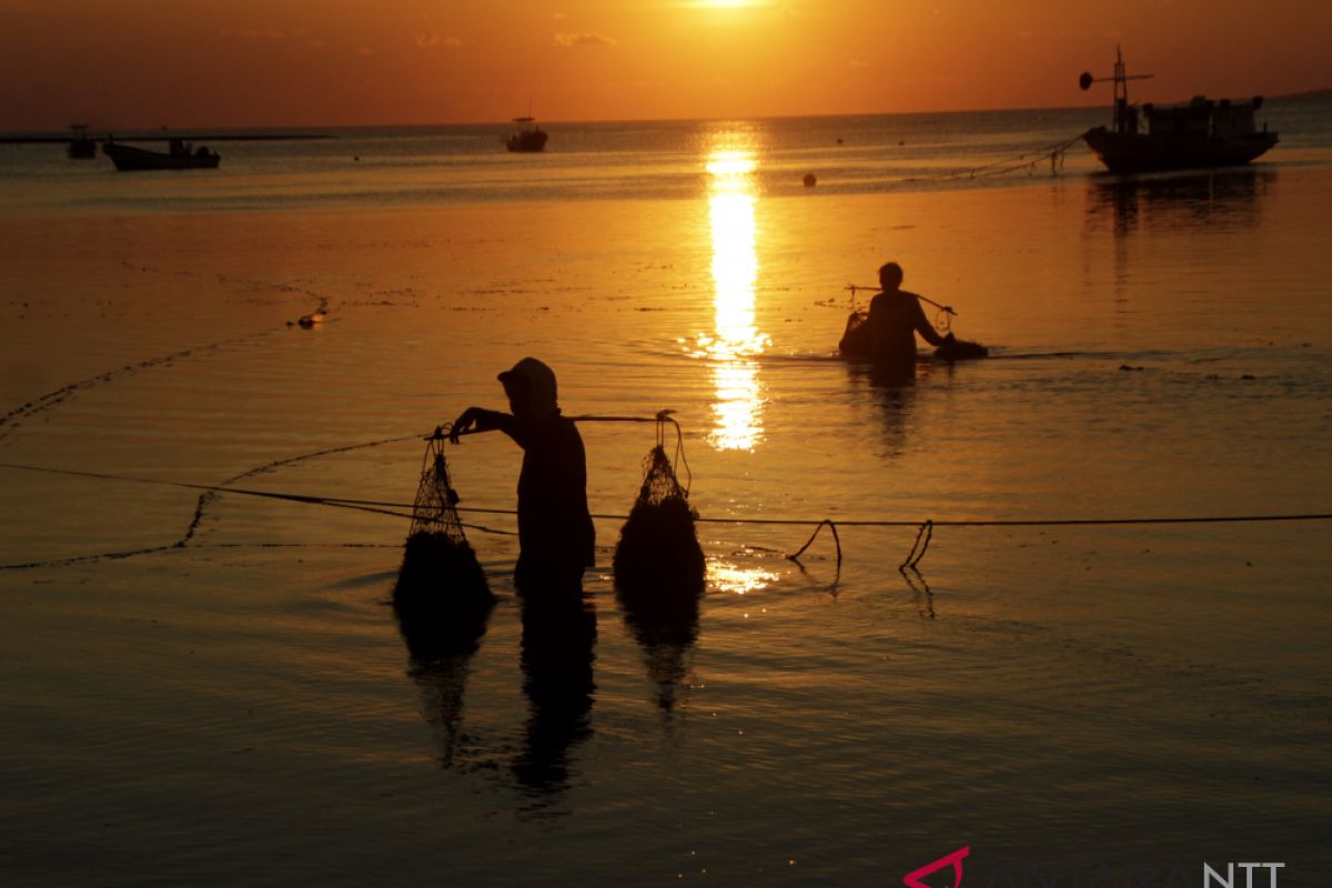 Rumput laut NTT diminati sejumlah negara