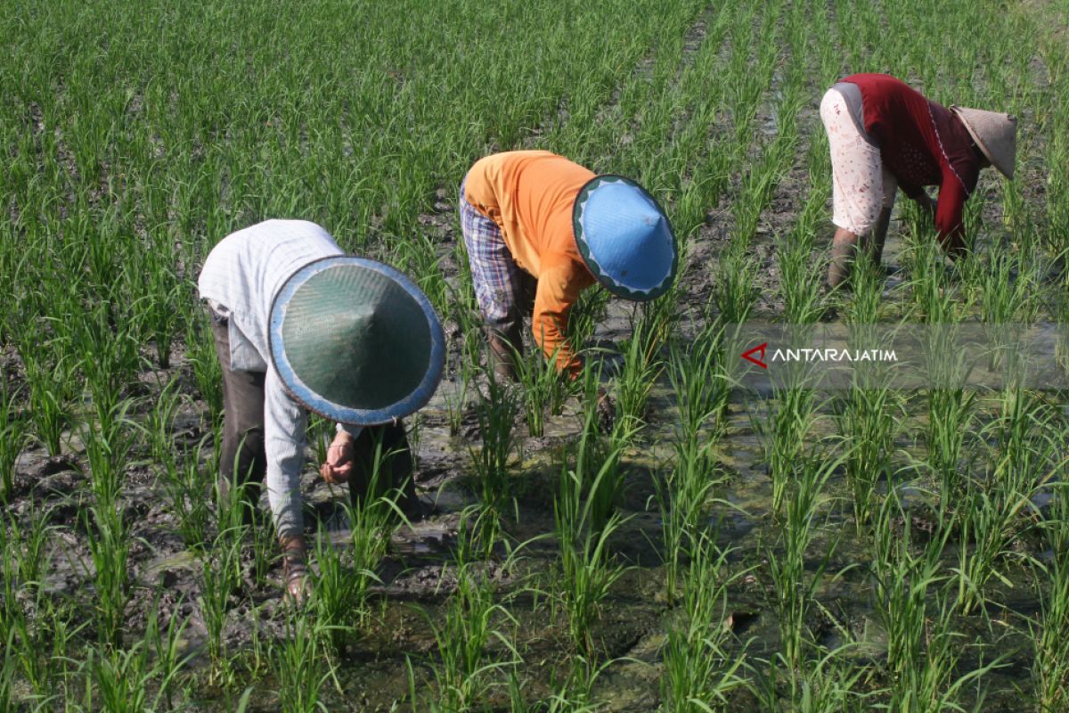 DPR ingatkan jangan ada "main-main" dalam kebijakan harga gabah-jagung