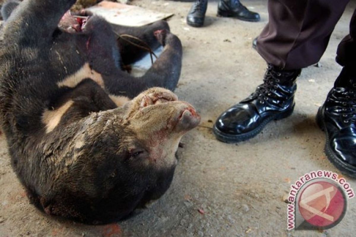 BBKSDA selamatkan beruang madu terjerat