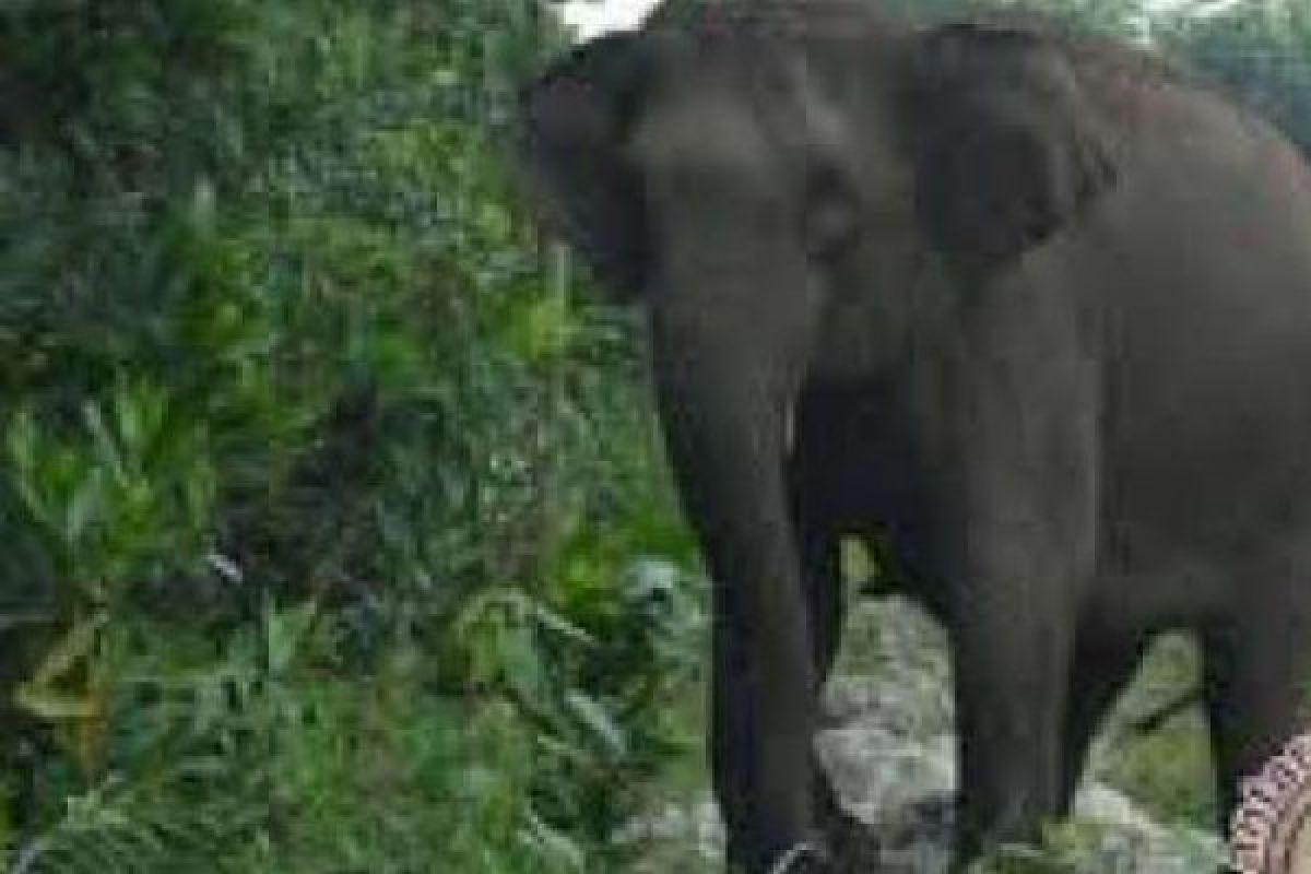 Gajah Liar Mengamuk, Serang Gajah Jinak Sampai Terluka