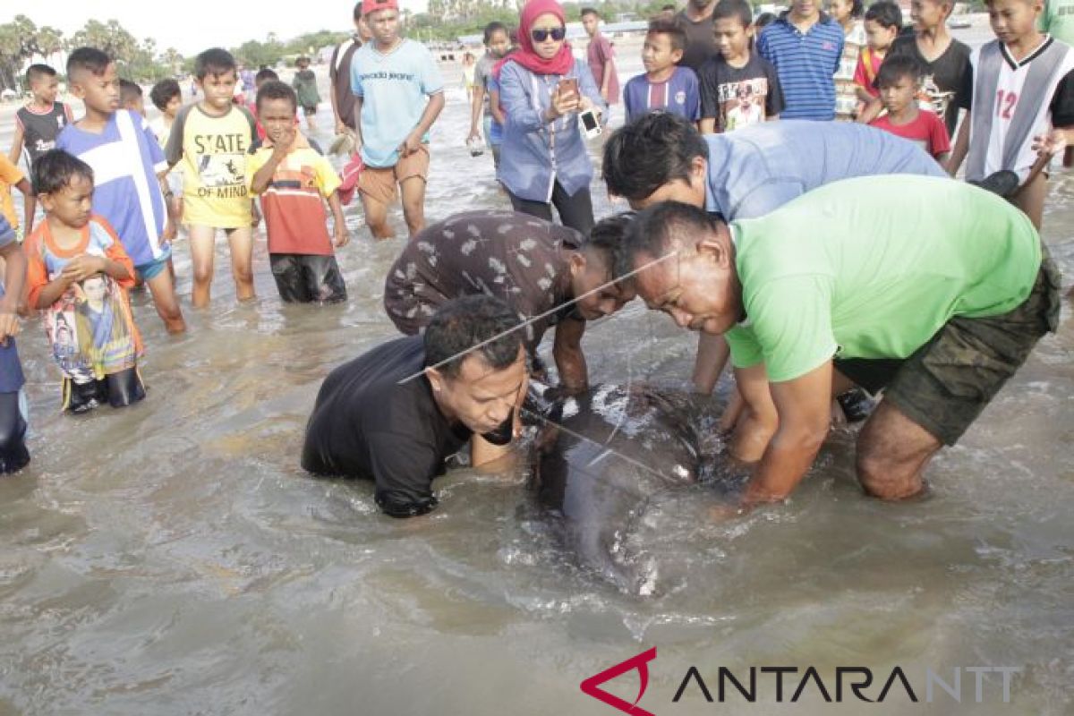 Paus berkepala melon terdampar di Pantai Oesapa