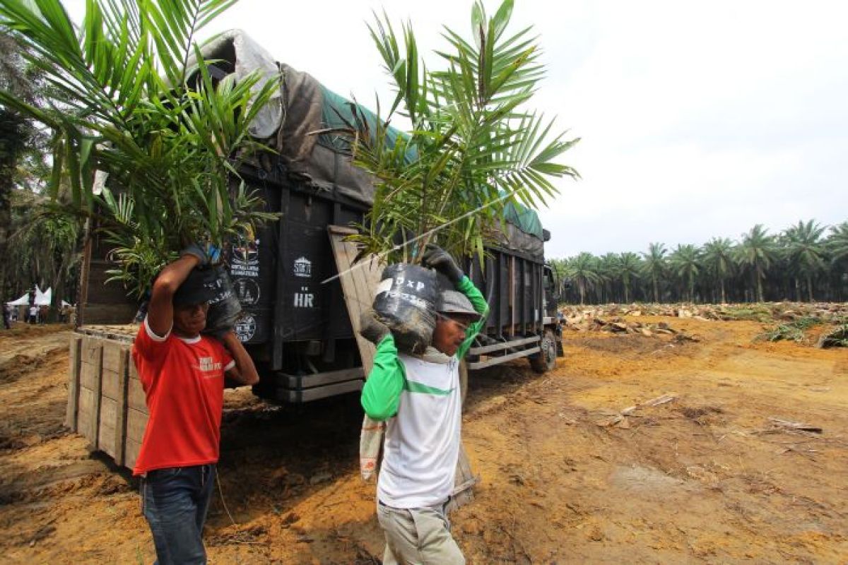 Pesisir Selatan jadikan1.630 hektare lahan kelapa sawit sebagai percontohan