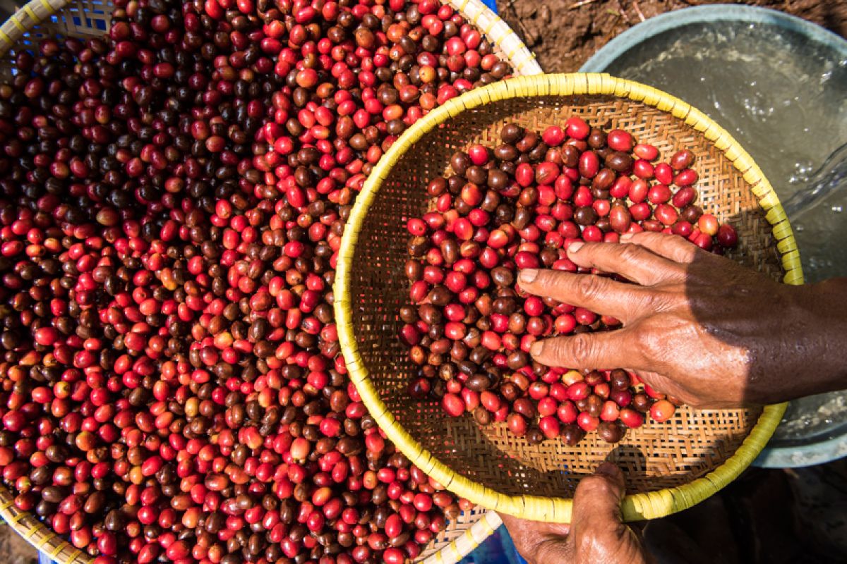Menikmati kopi untuk donasi korban gempa Lombok- Sulawesi