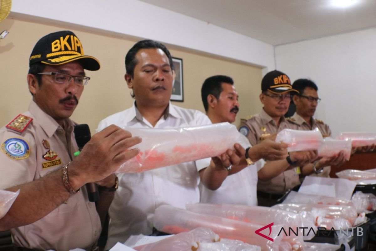 BKIPM Mataram tangani kasus penyelundupan bibit lobster