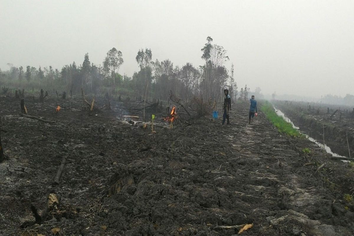 Waspadai penurunan tinggi muka air gambut untuk cegah Karhutla