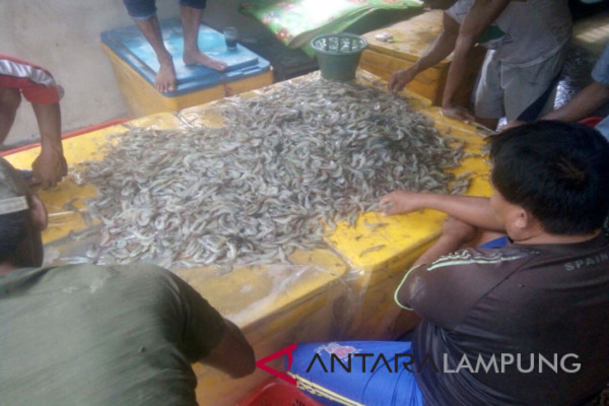 Udang vaname primadona budi daya Lampung Timur