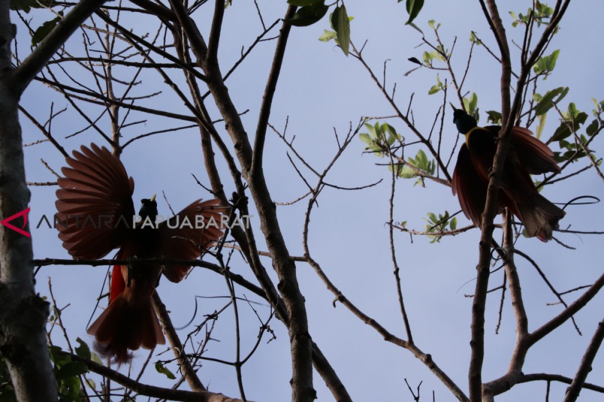 Kemunculan si pemalu cenderawasih di habitat aslinya