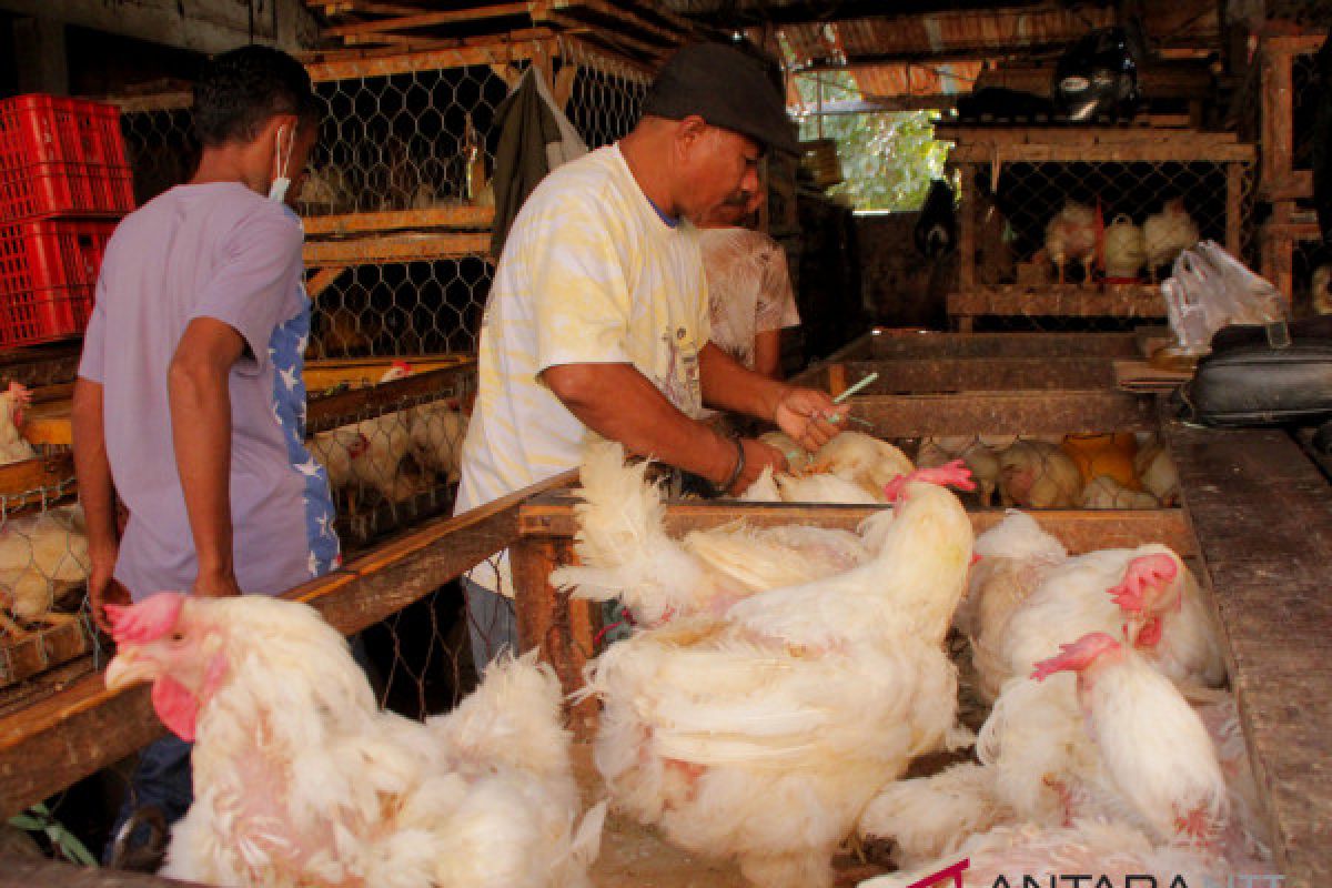 Harga ayam pedaging jadi Rp130.000/ekor