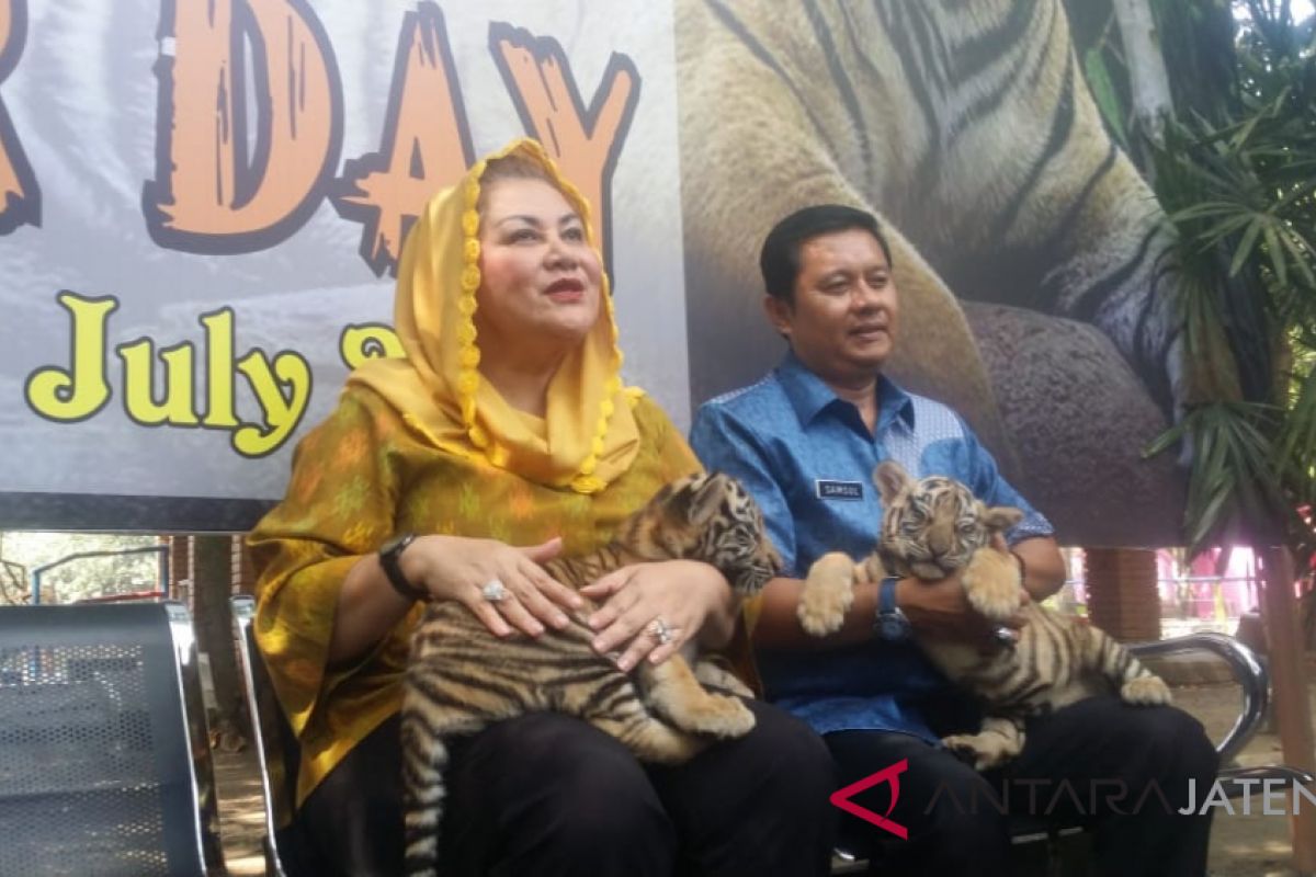 Semarang Zoo tambah koleksi tiga anak harimau