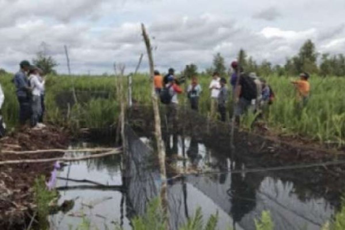 BRG Bersama UNRI dan Universitas Jepang Riset Lahan Gambut Bengkalis