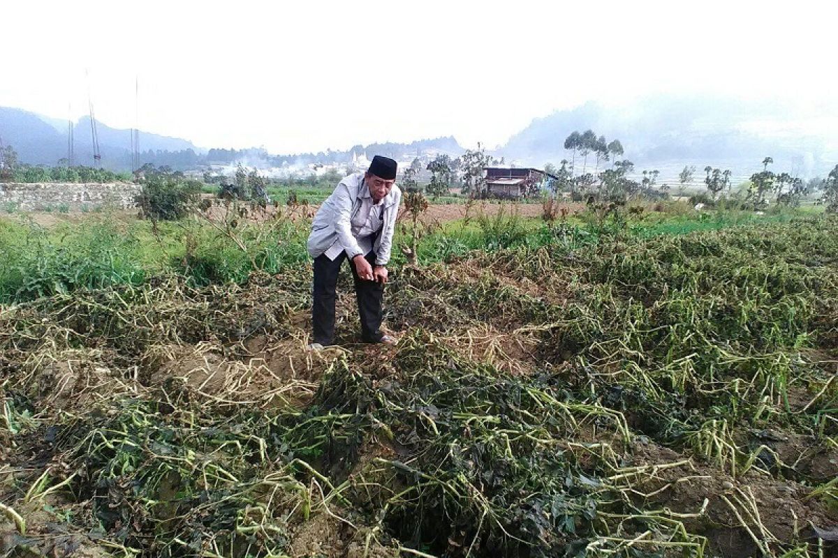 Akibat embun upas, petani kentang Dieng merugi