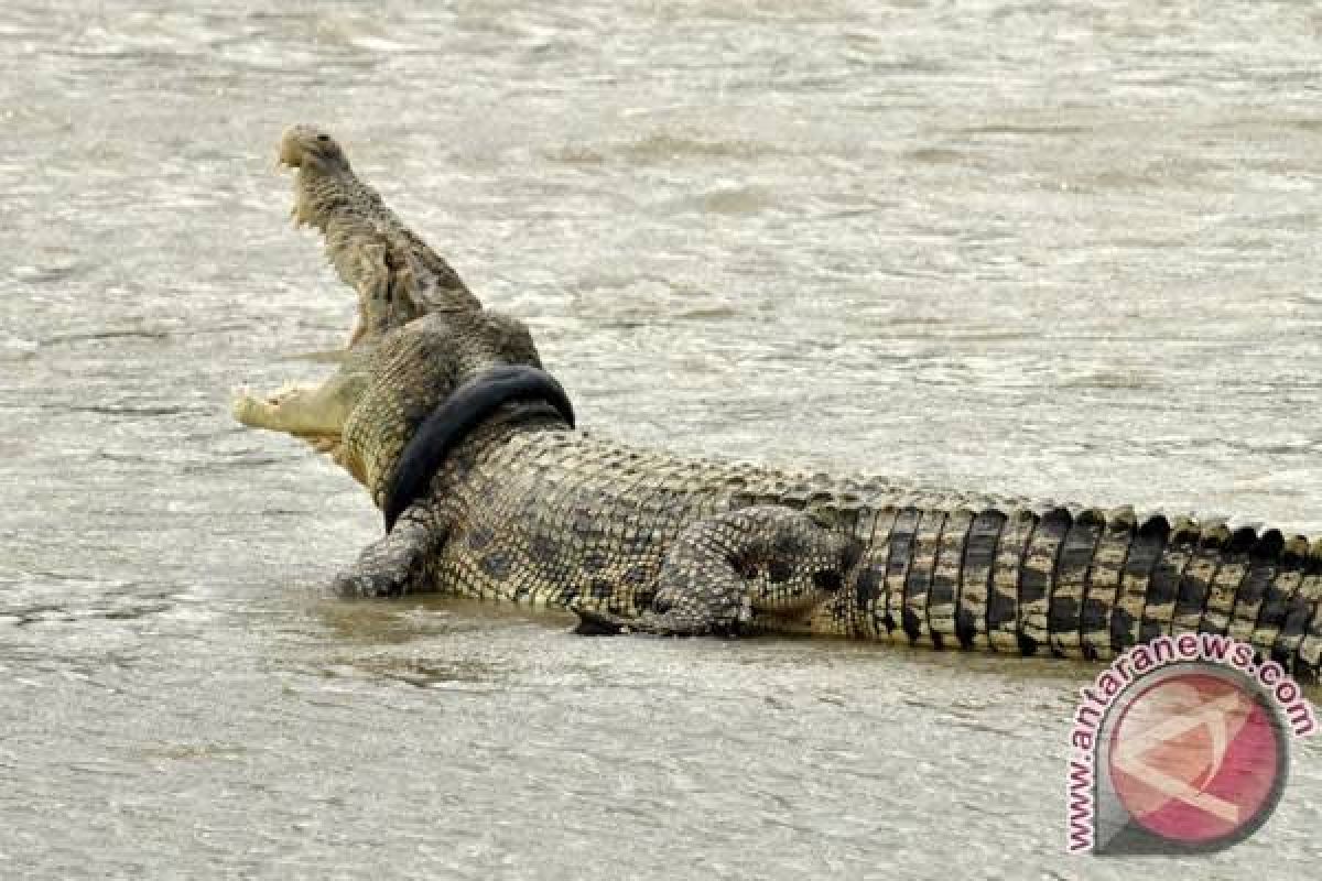 Buaya yang muncul di Pantai Nambung masih berkeliaran