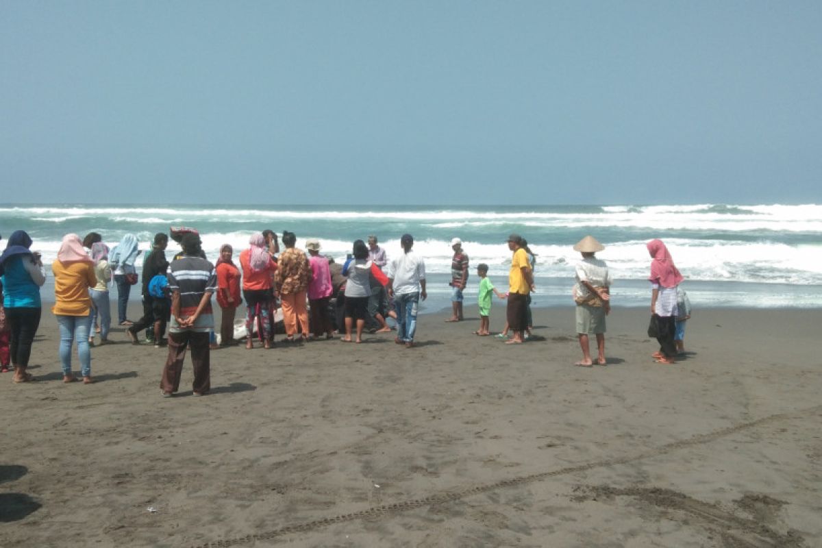 Hiu terdampar di Pantai Parangkusumo menjadi tontonan