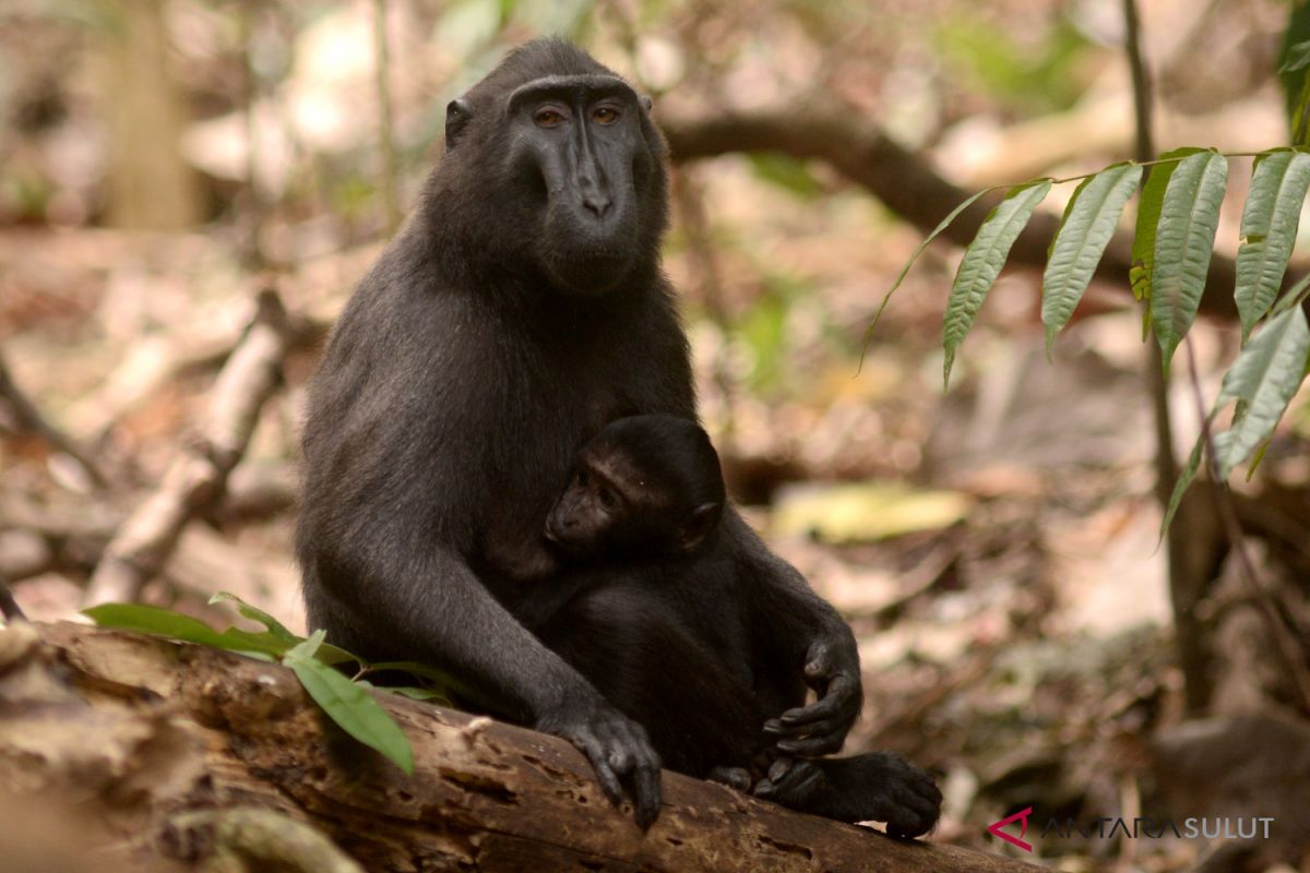 BUMN HADIR - Kunjungan ke Tangkoko mengajak SMN jaga lingkungan