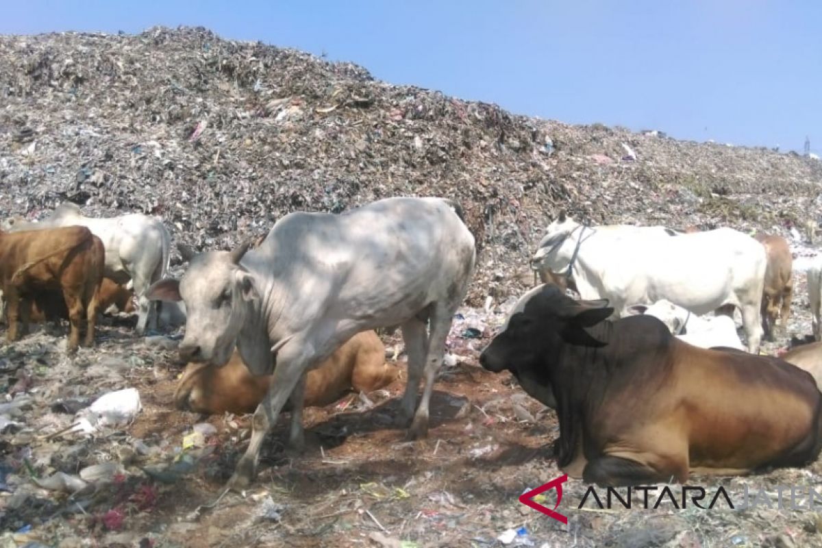 Mengandung logam berat, sapi asal TPA Cempa Solo harus dikarantina