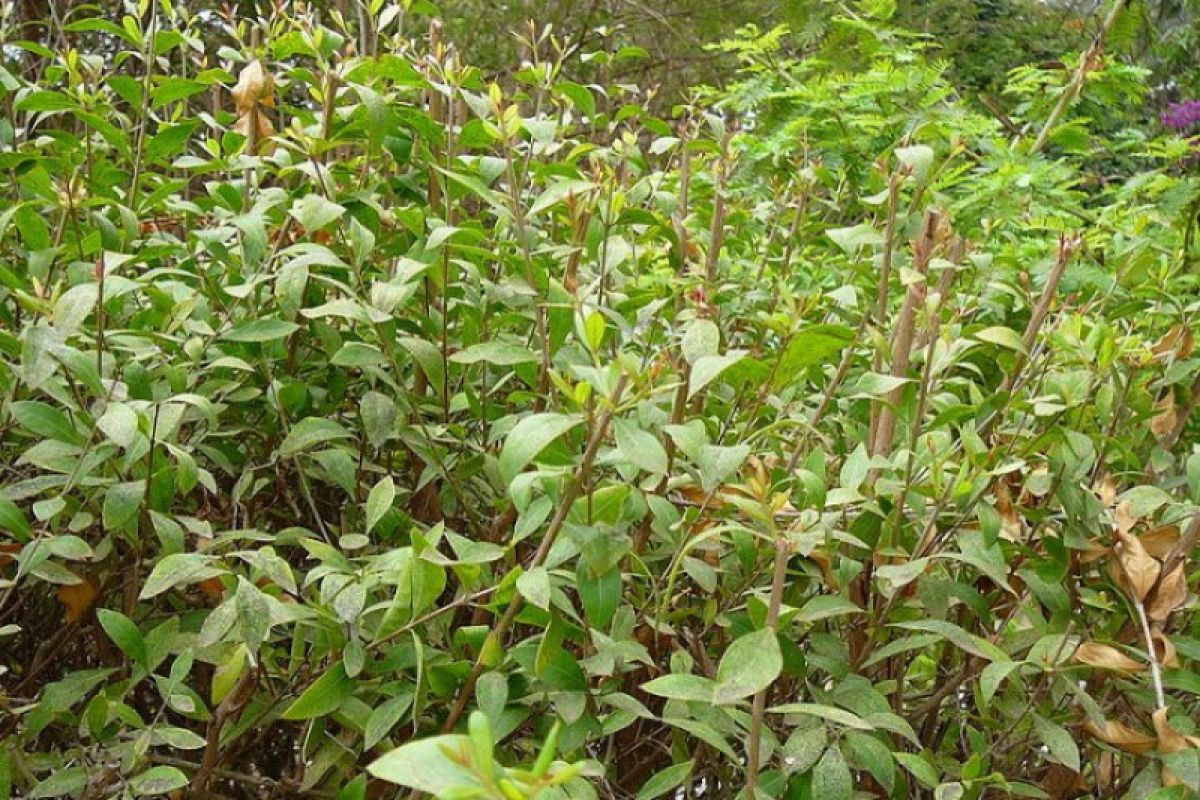 Mahasiswa UI buat insektisida dari daun pacar serta limbah styrofoam