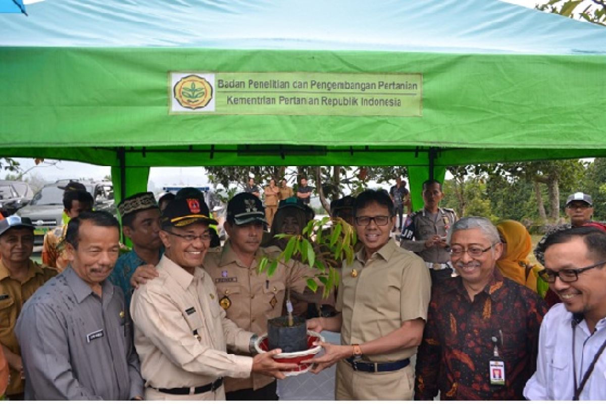 Balitbu canangkan Matur Mudik sebagai Nagari Inovasi