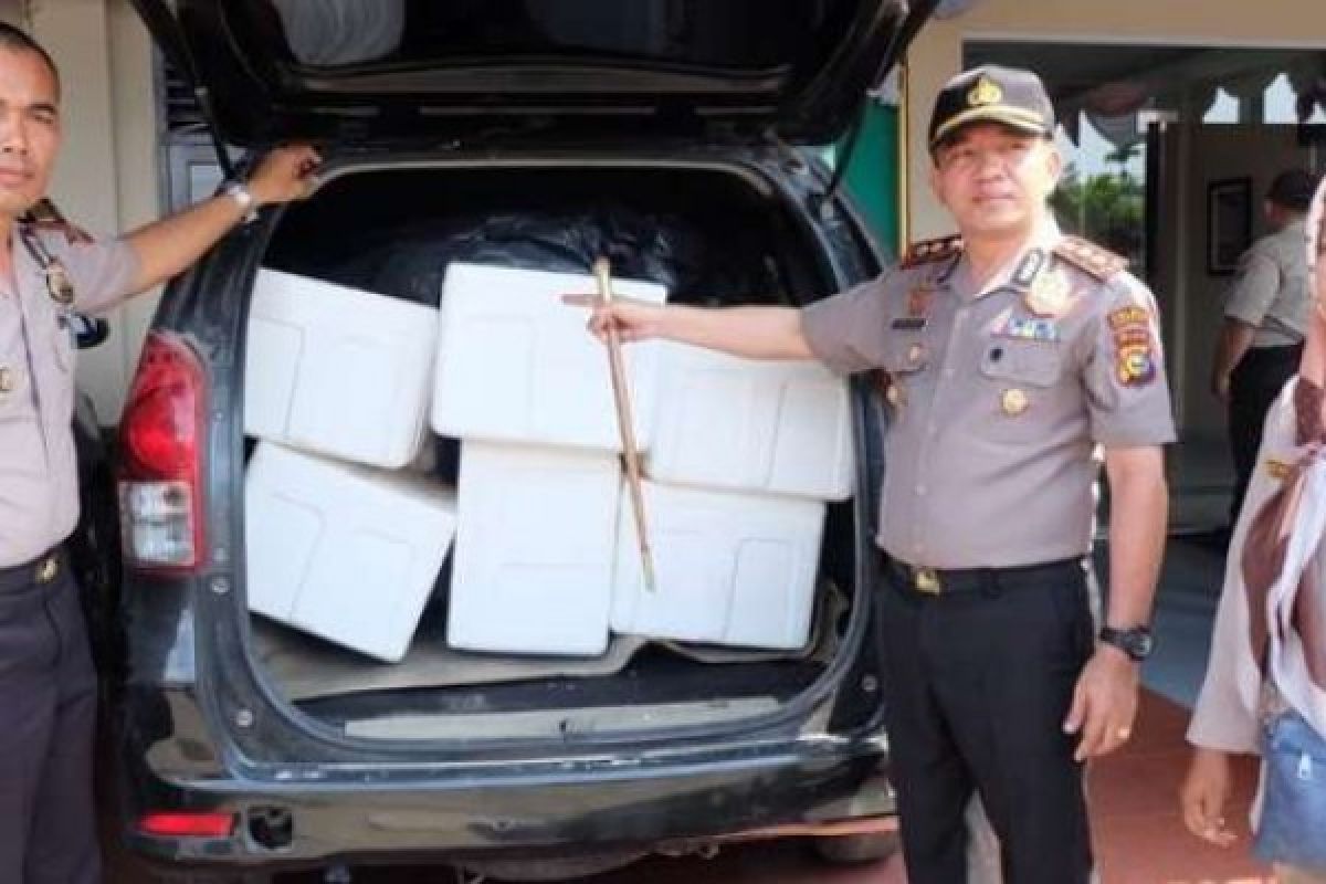 Polisi Sita Benih Lobster Senilai Rp32 Miliar