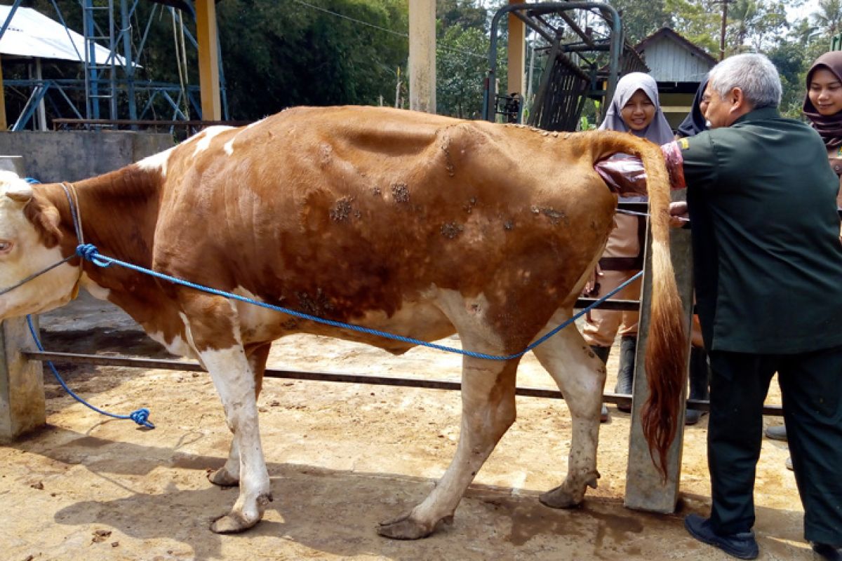 Dua sapi milik STPP jalani inseminasi buatan