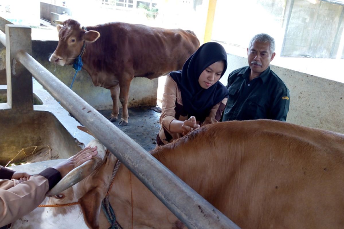 Mahasiswa STPP tingkatkan kemahiran paramedis ternak