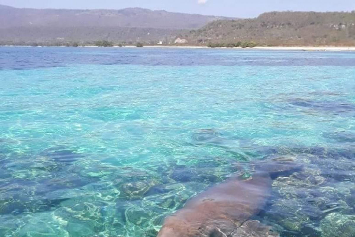 Pemerintah janjikan kapal wisata untuk nonton duyung