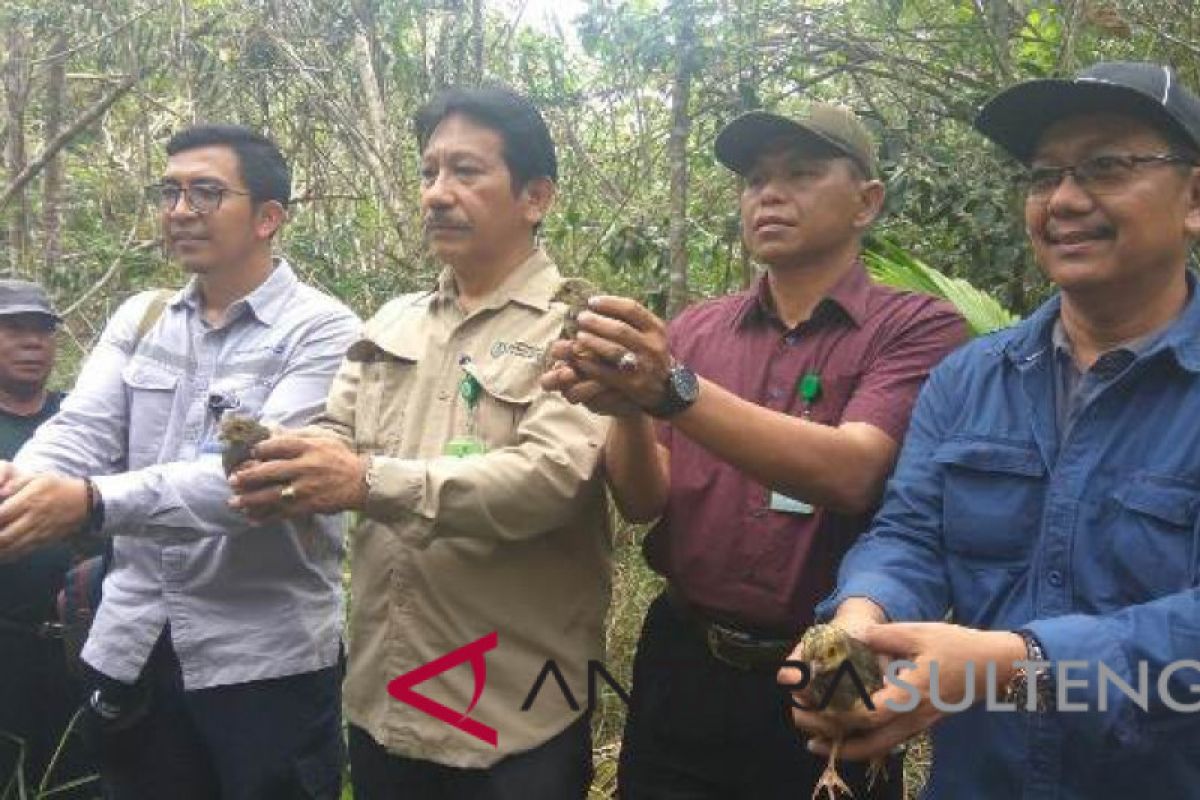 Penangkaran PT. DSLNG sudah lepasliarkan 68 anak burung maleo (vidio)